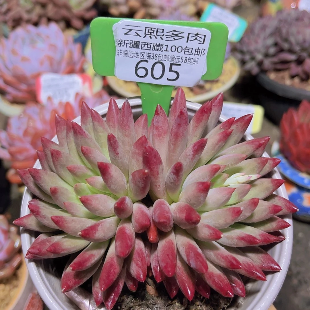 605虞美人多肉植物