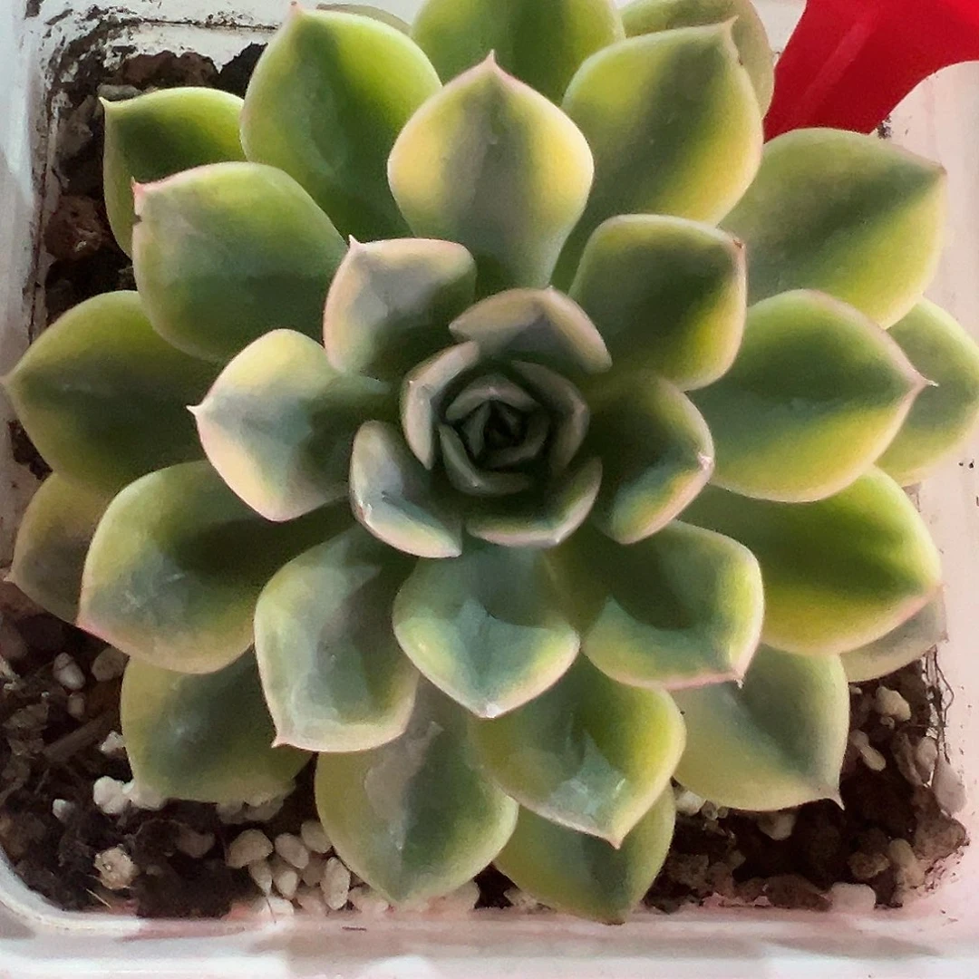 31号抹茶菩提锦多肉植物