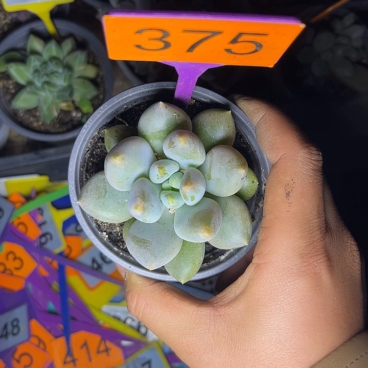 多肉植物胖体哥特375