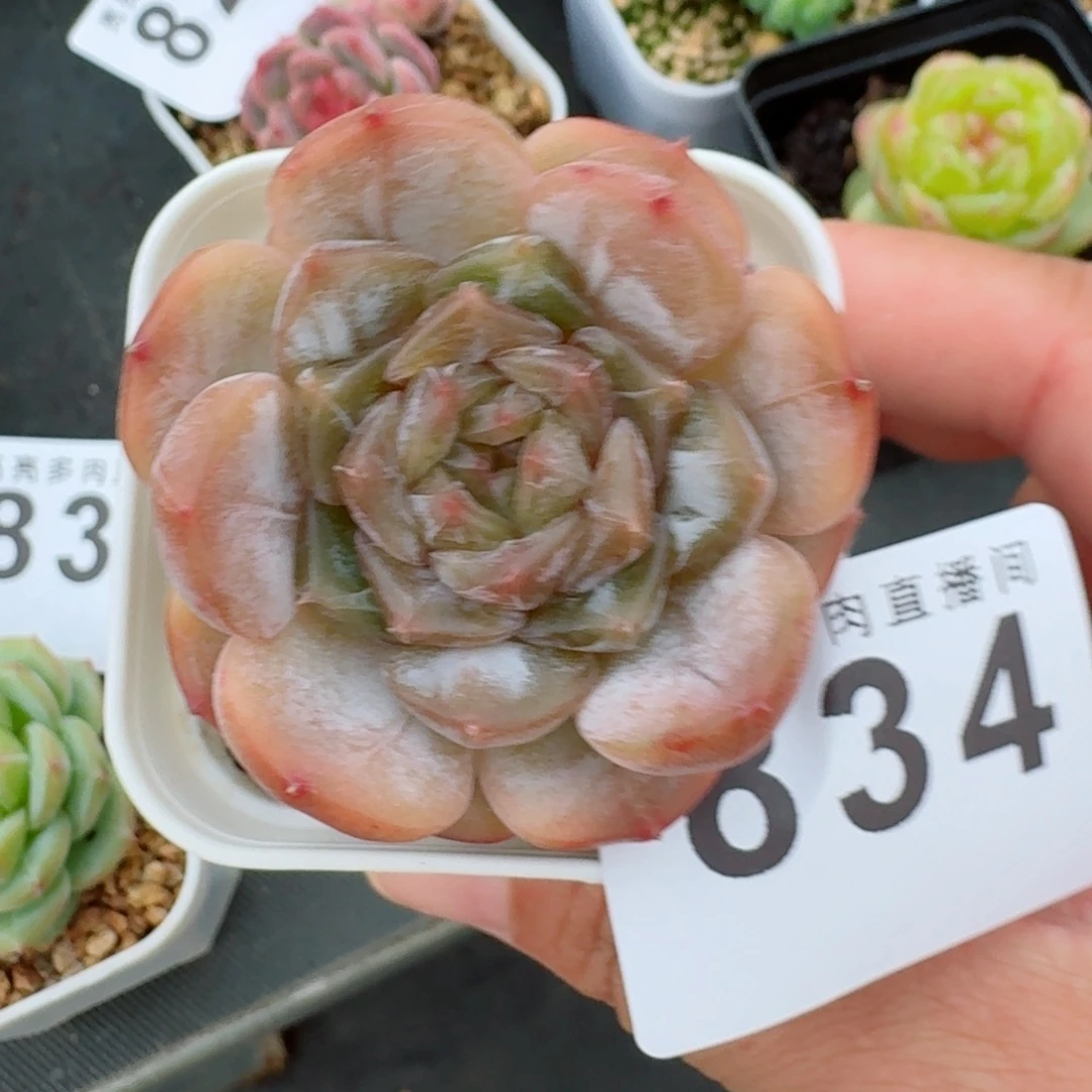 彩色恋人            精美多肉植物