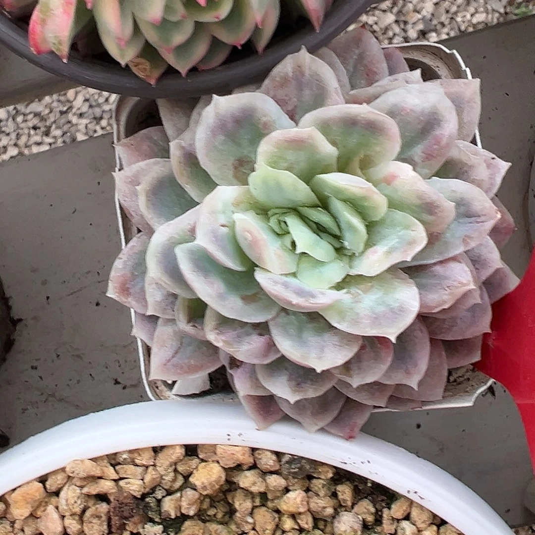 满38包邮哈迪斯多肉