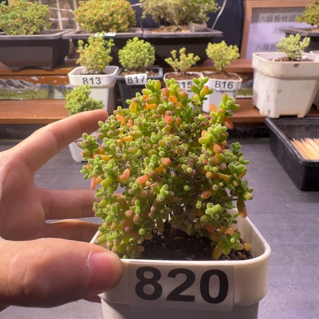 枝干番杏多肉植物820安