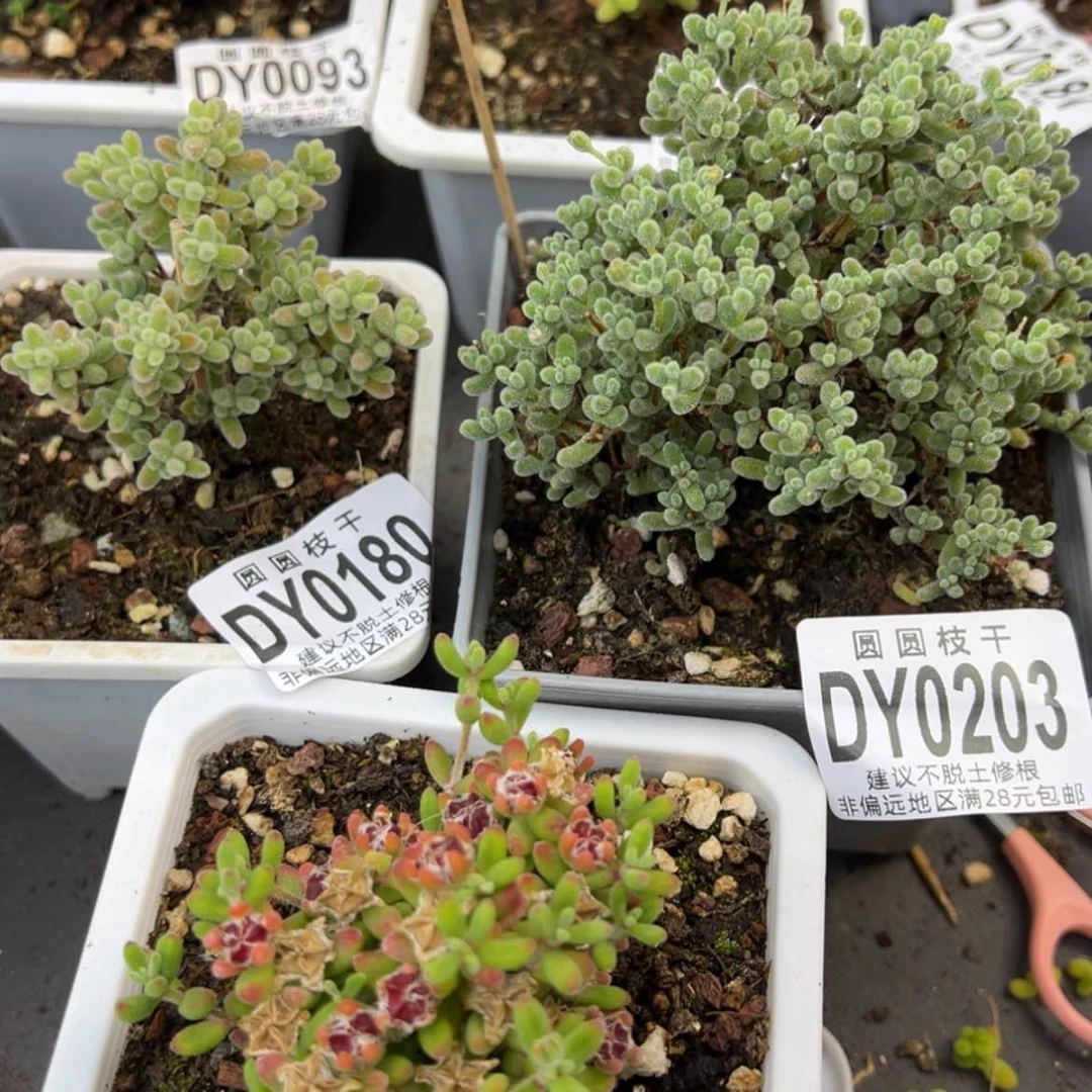 【闪购商品】白*洲dy0180203202实生冰晶杂红宝石