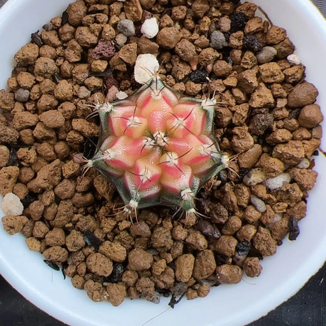 当前无花朵，栽培后可花朵