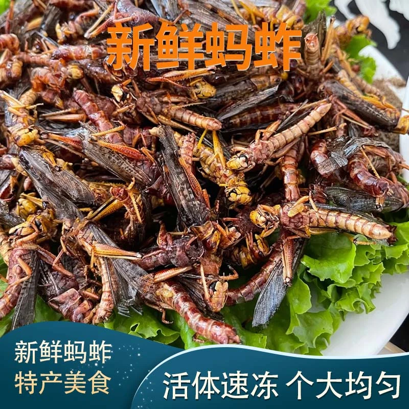 2025新茬蚂蚱蚱蜢山东特产新鲜蚂蚱蝗虫活体速冻东亚飞蝗顺丰包邮