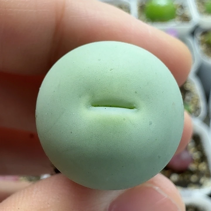 老马生石花2.1鸽子蛋2814