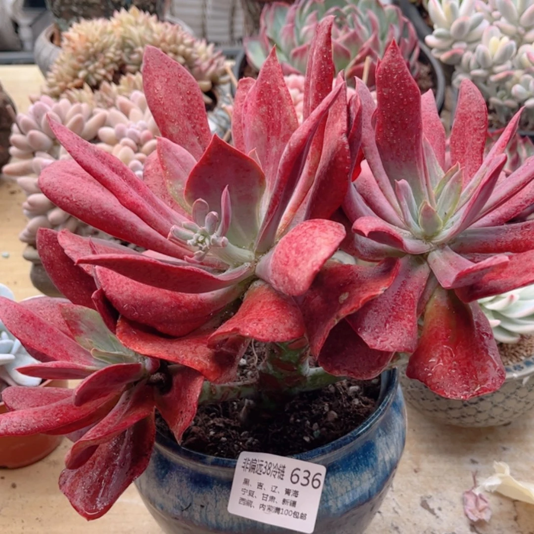 636钻石锦德华多肉