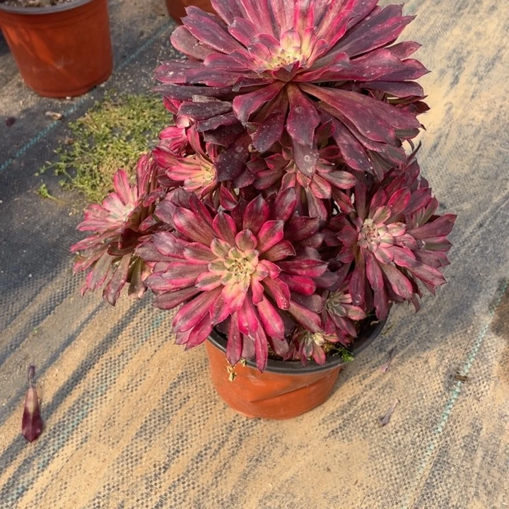 269天和法师断枝不售后