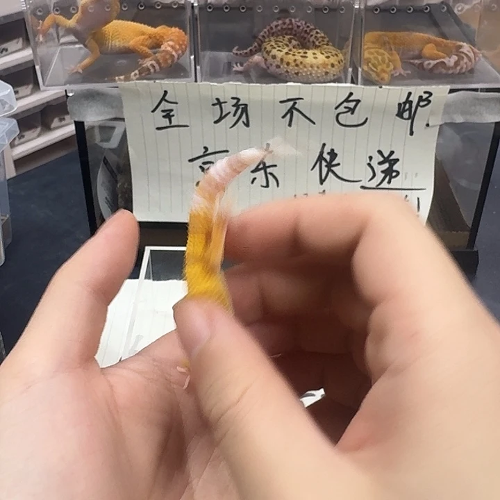 豹纹守宫回复回复副局级