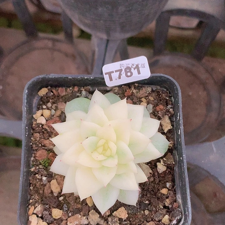 睡***嘛t781冰冰玉骨一物一拍