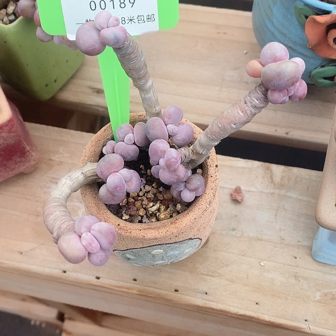 00189负荷开关弟弟宏宏和姐姐呢