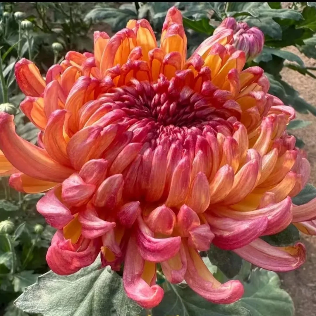 九月菊【变色龙】大花富贵菊 盆栽庭院好养活