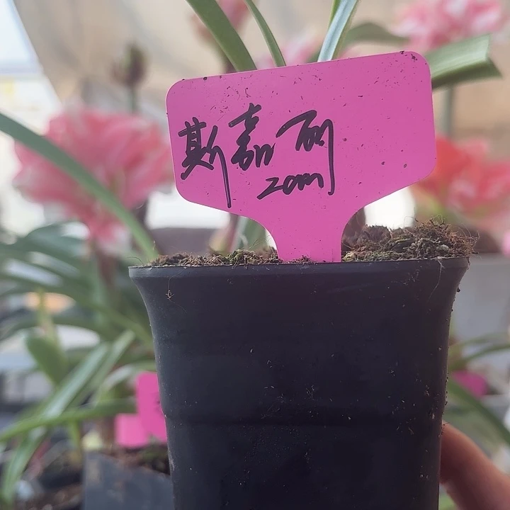 无花朵斯嘉丽朱顶红直径2cm