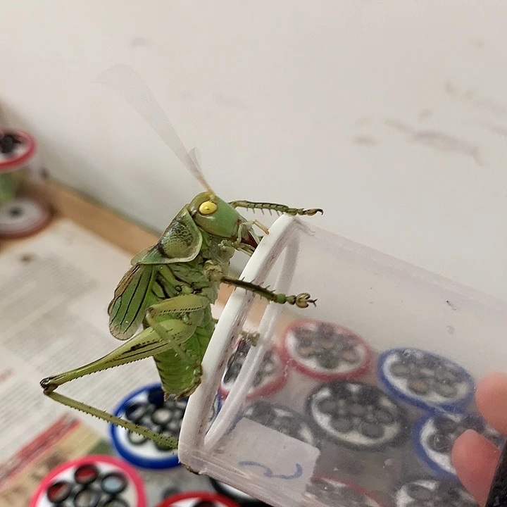 清***凡蟋蟀黄金甲啊啊啊啊啊啊