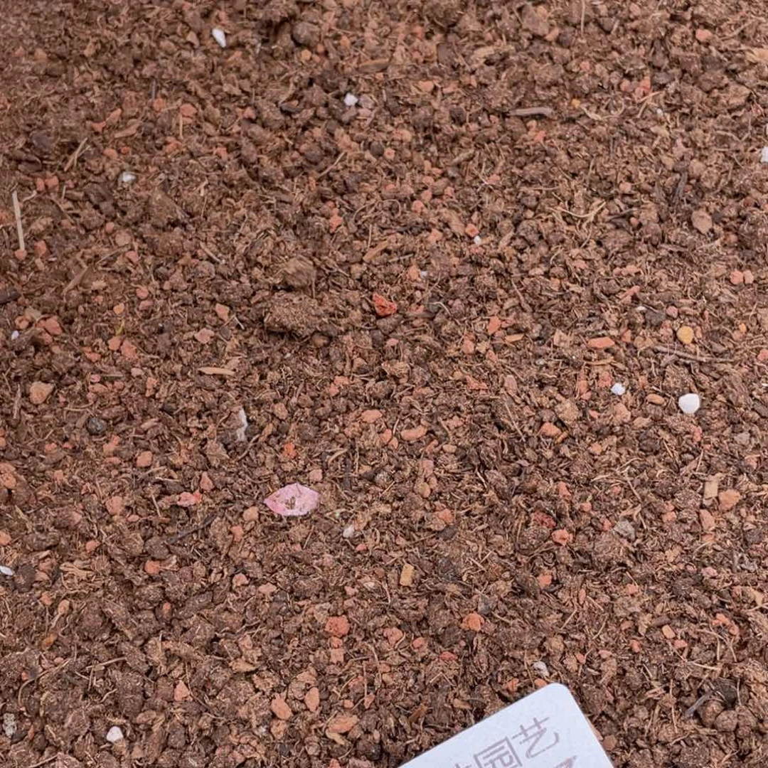小*多肉植物多肉植物567