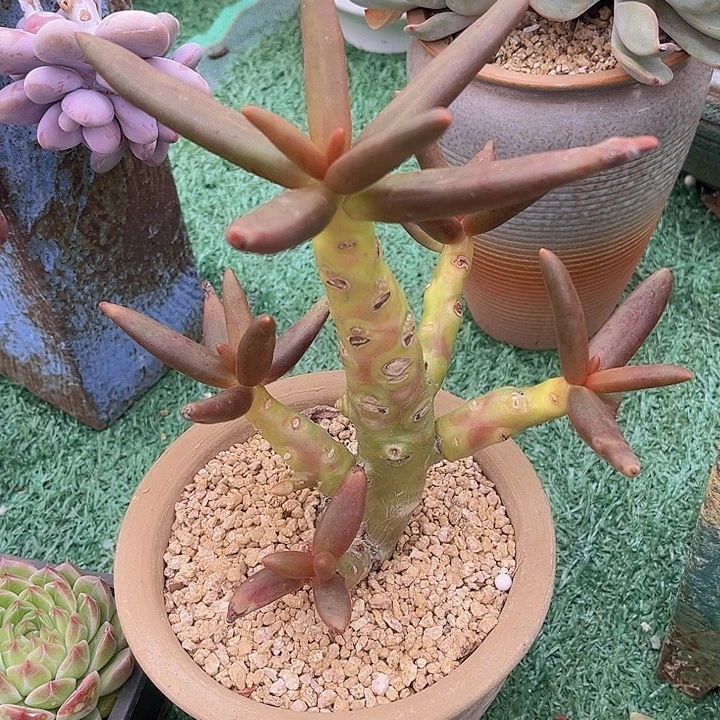 椰子树1332多肉植物