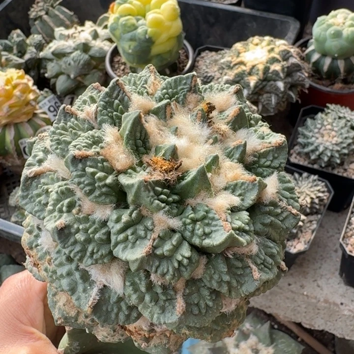 0656大勾尤哥斯拉牡丹仙人球