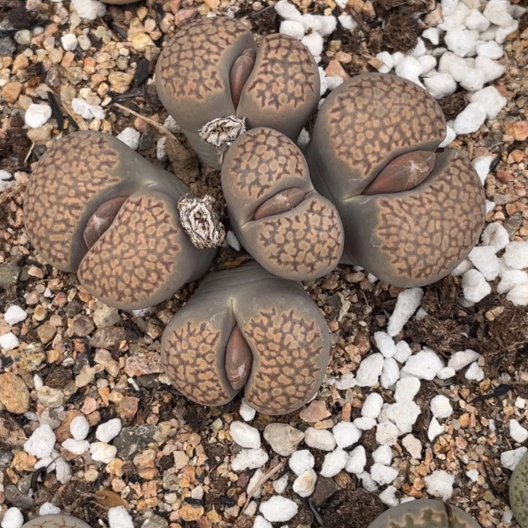 非偏远满20包邮285