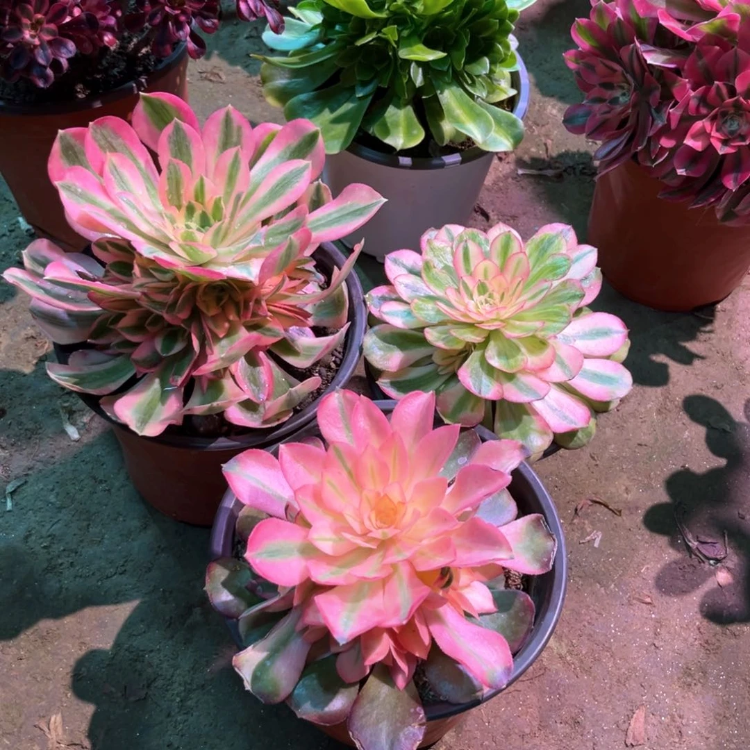 多肉植物法师3颗543