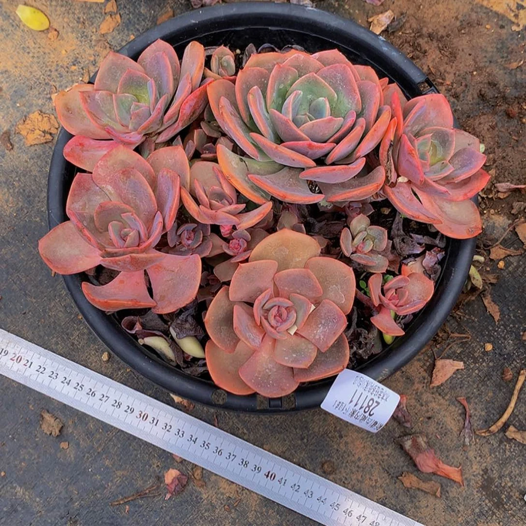 胡***蝶   尘埃玫瑰28111