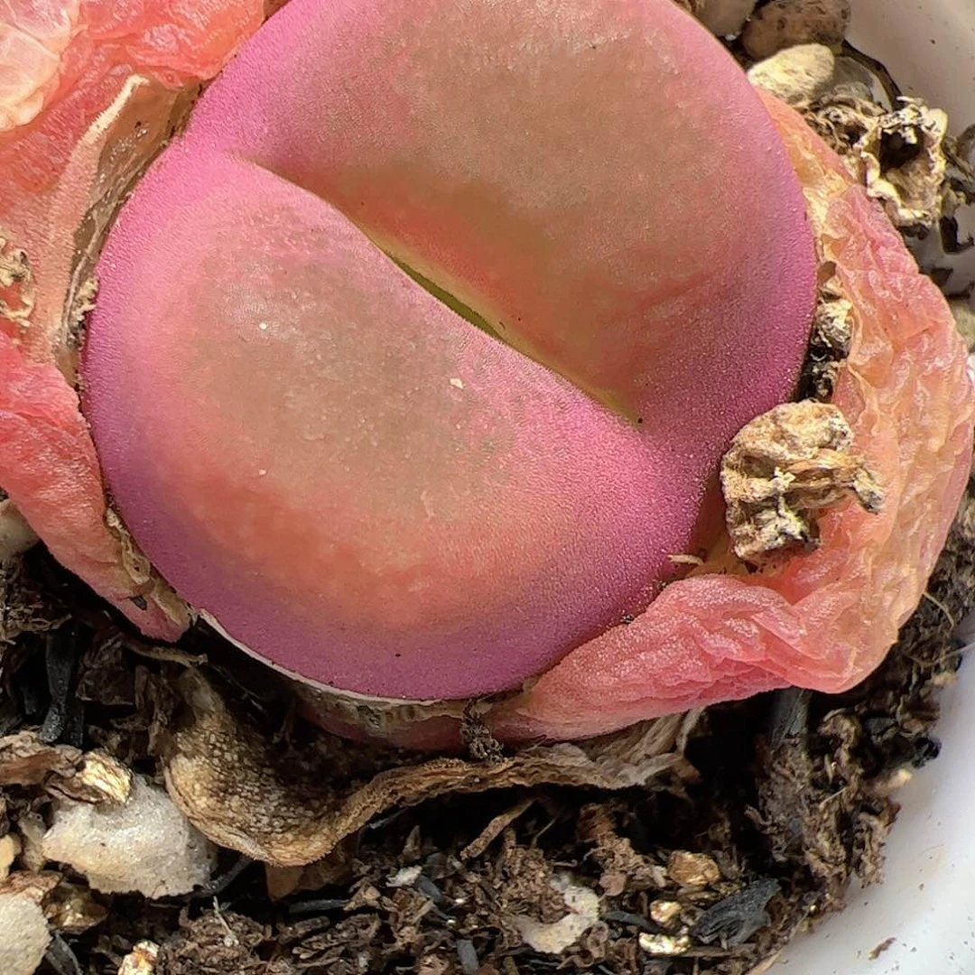 【闪购商品】281 毛毛带盆