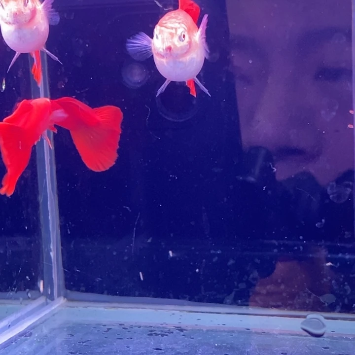 孔雀鱼大背血红2对