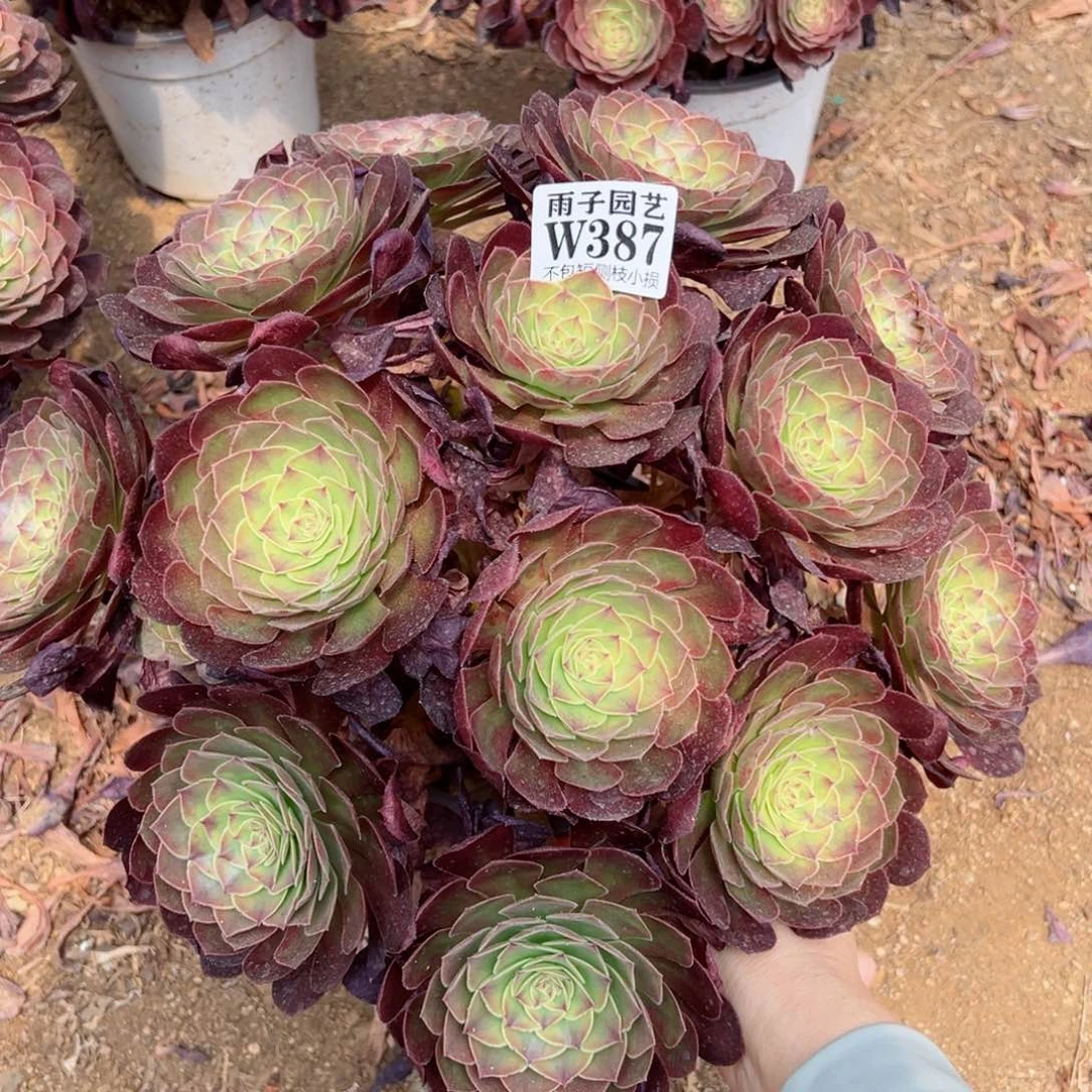 钰*387雨荷尺寸35左右当年桩