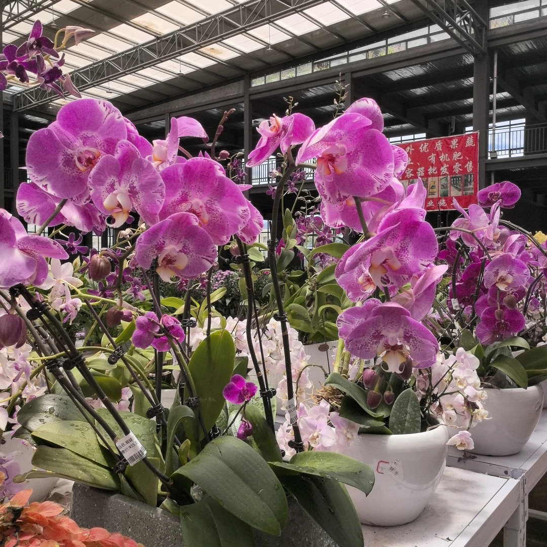 蝴蝶兰开花株带花发货掉花瑕疵介意勿拍只发西藏