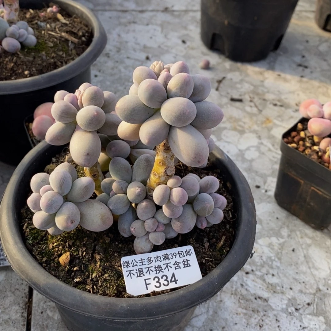 334香水手指奶多肉9c m