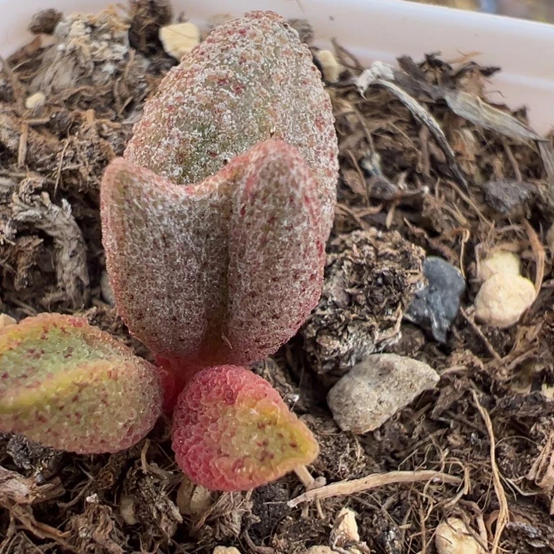 黑酱大苗多肉植物水泡