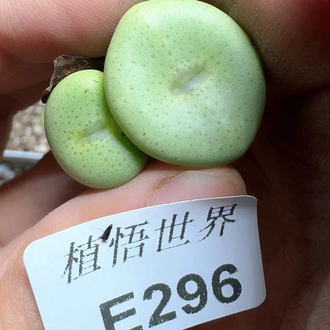 296家多肉植物哇c f
