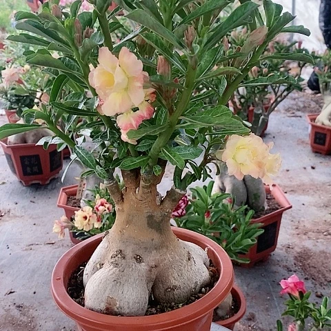 【闪购商品】无花朵老*哥