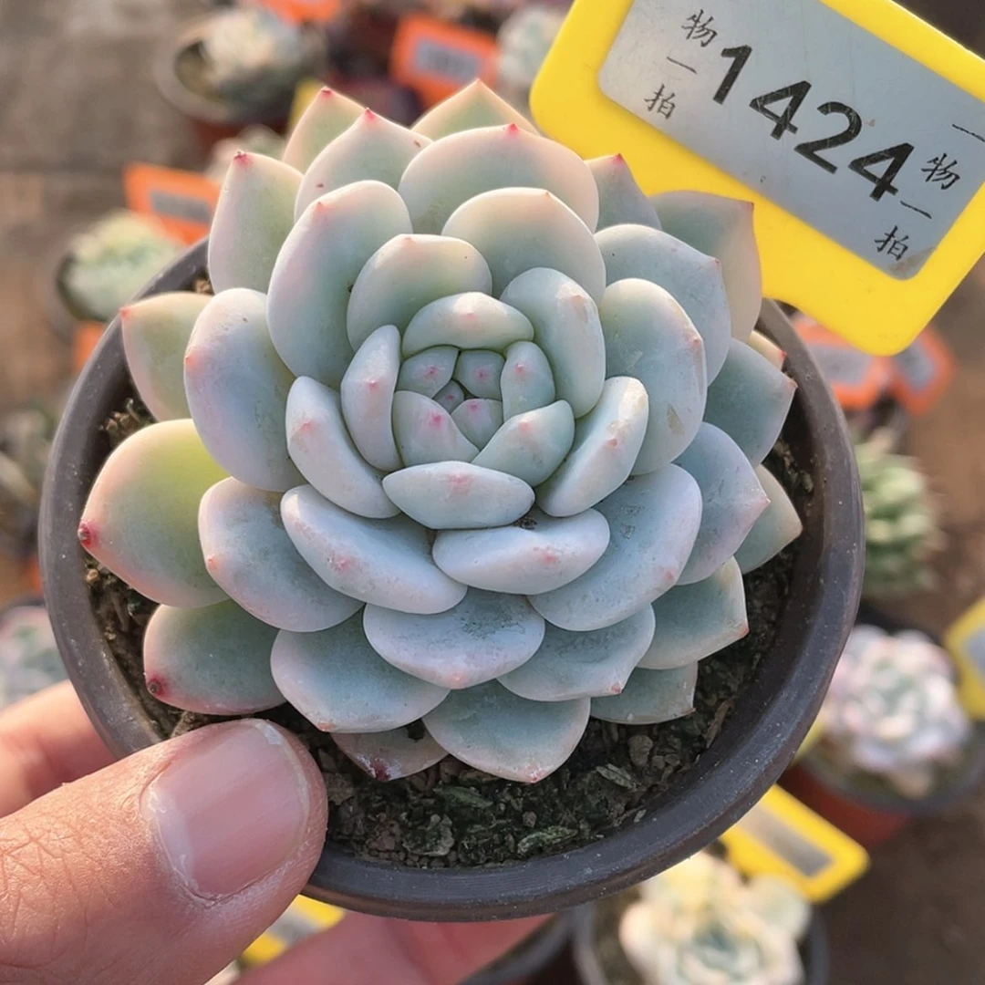 【闪购商品】1424号