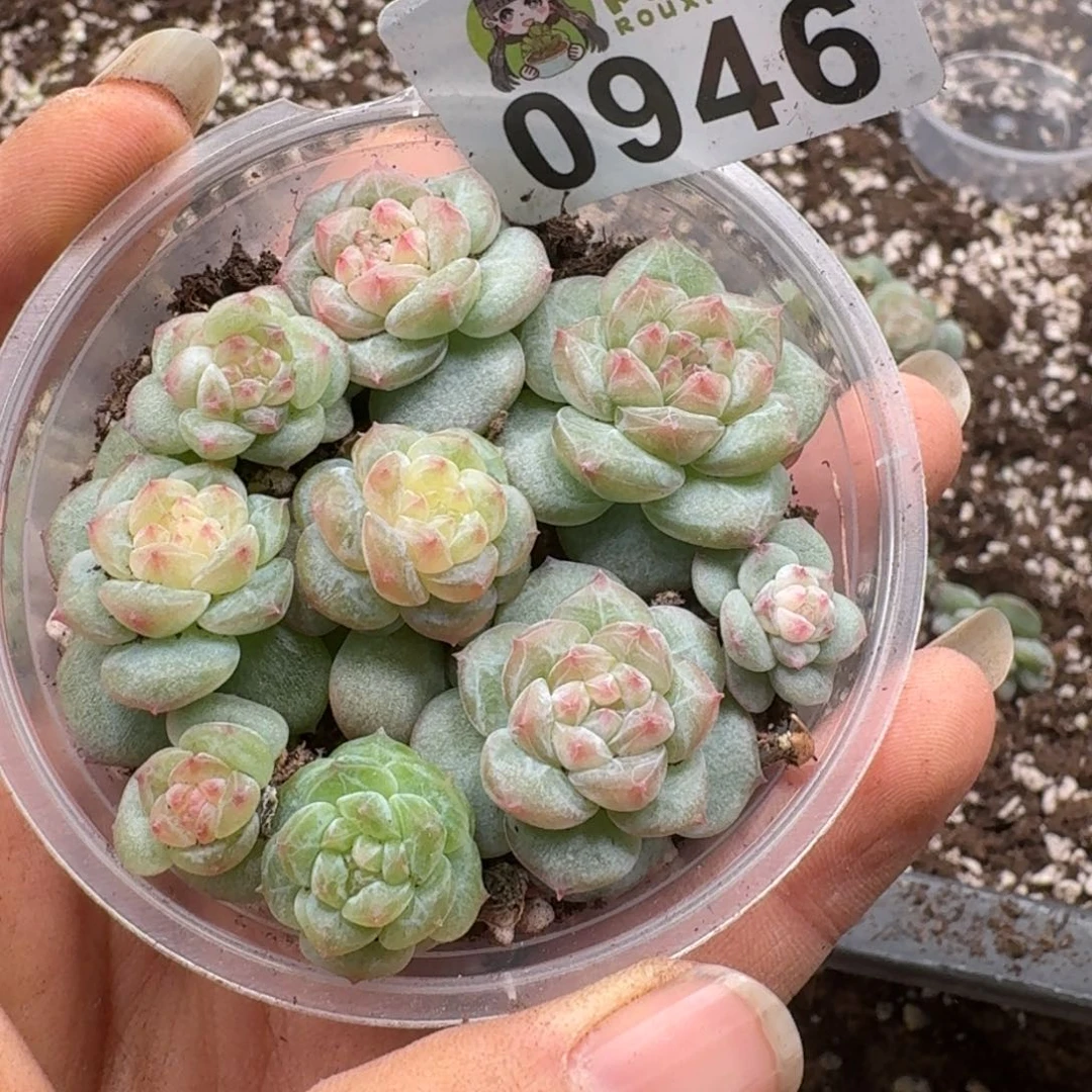 多肉植物多肉植物