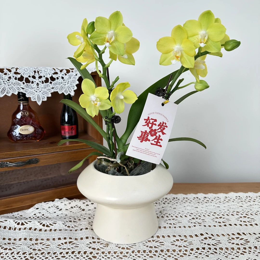 慕兰优选【香水柠檬】-蝴蝶兰花卉 易养花期久1-3