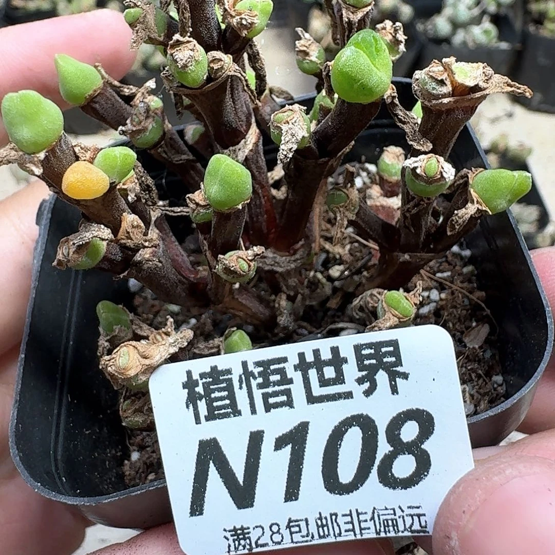 多肉植物的润泽法v