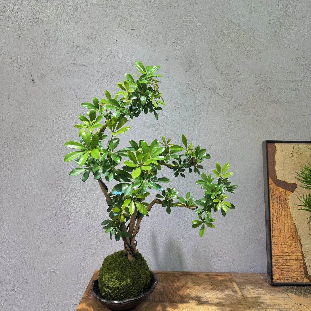 花界 | 鸭脚木苔藓球精品老桩三飘悬崖造型室内好养绿植中式禅意