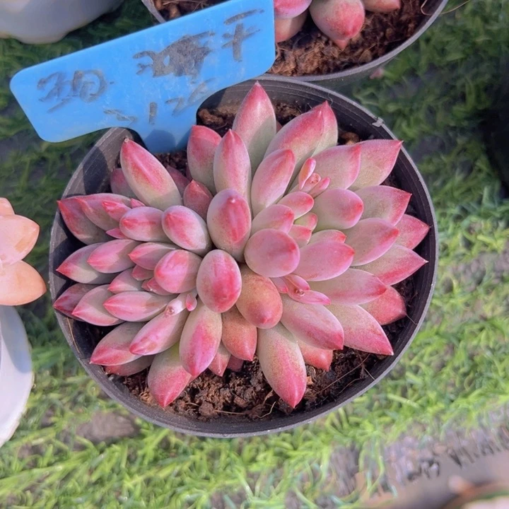 健健康康平平安安