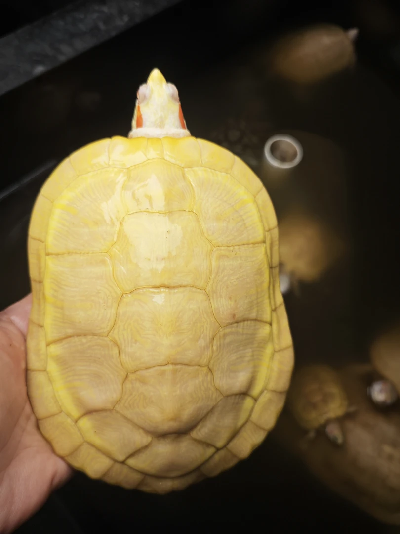 成熟变异白巴公种公