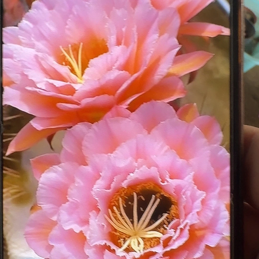粉桃精灵带根高15公分毛花柱