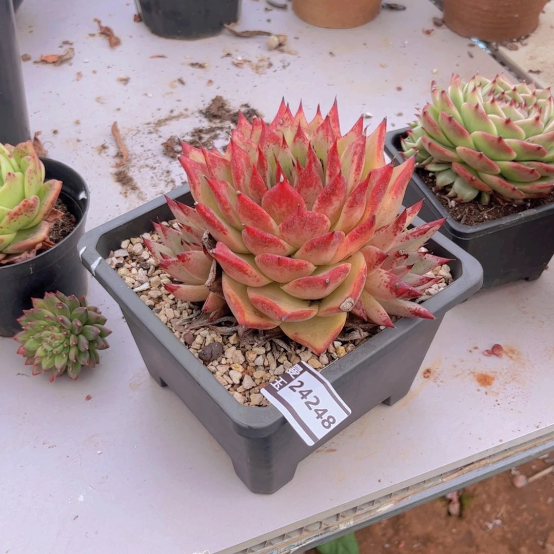 万***意乌木多肉植物24248