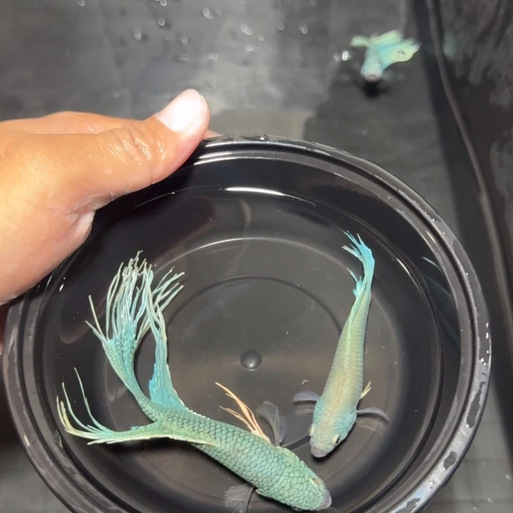 斗鱼直播间对图无纹蓝52