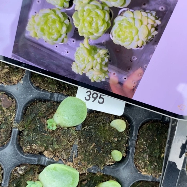 花开财富c5芽苗一个多肉