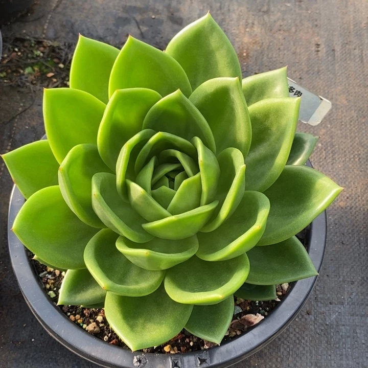 翠花173号直播福利哦