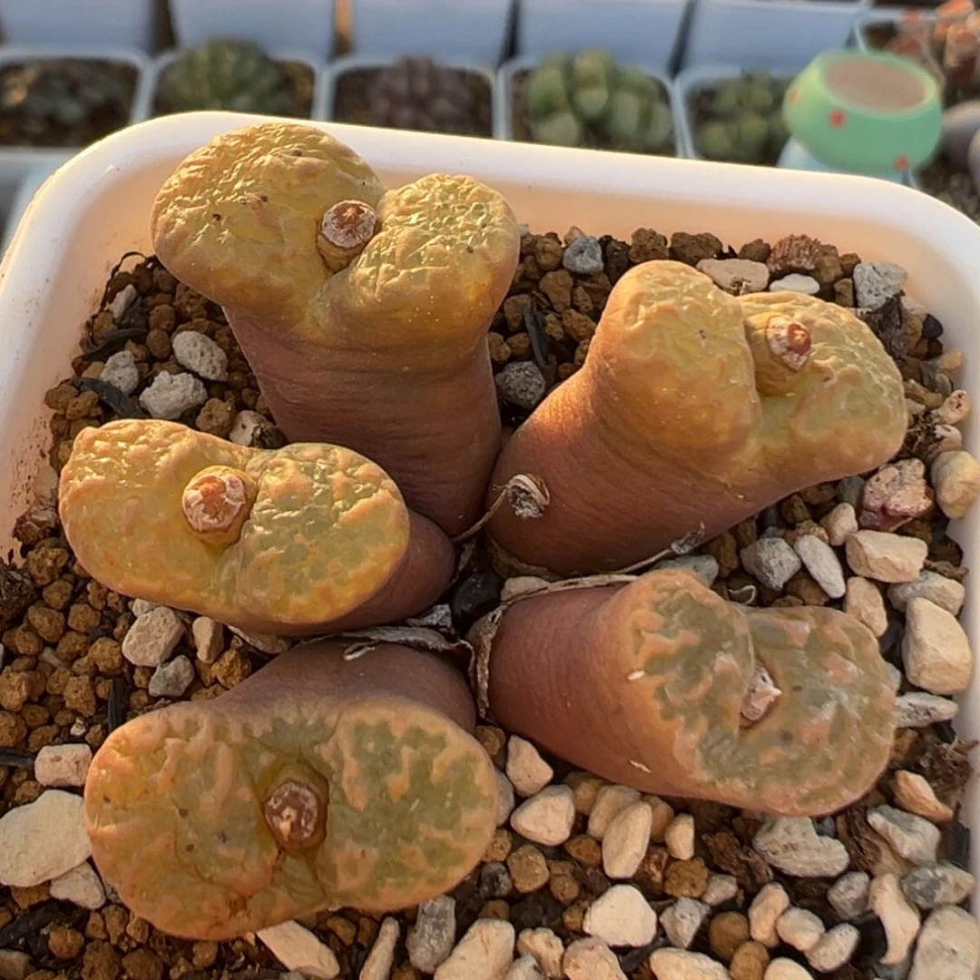 26多肉植物百科知识