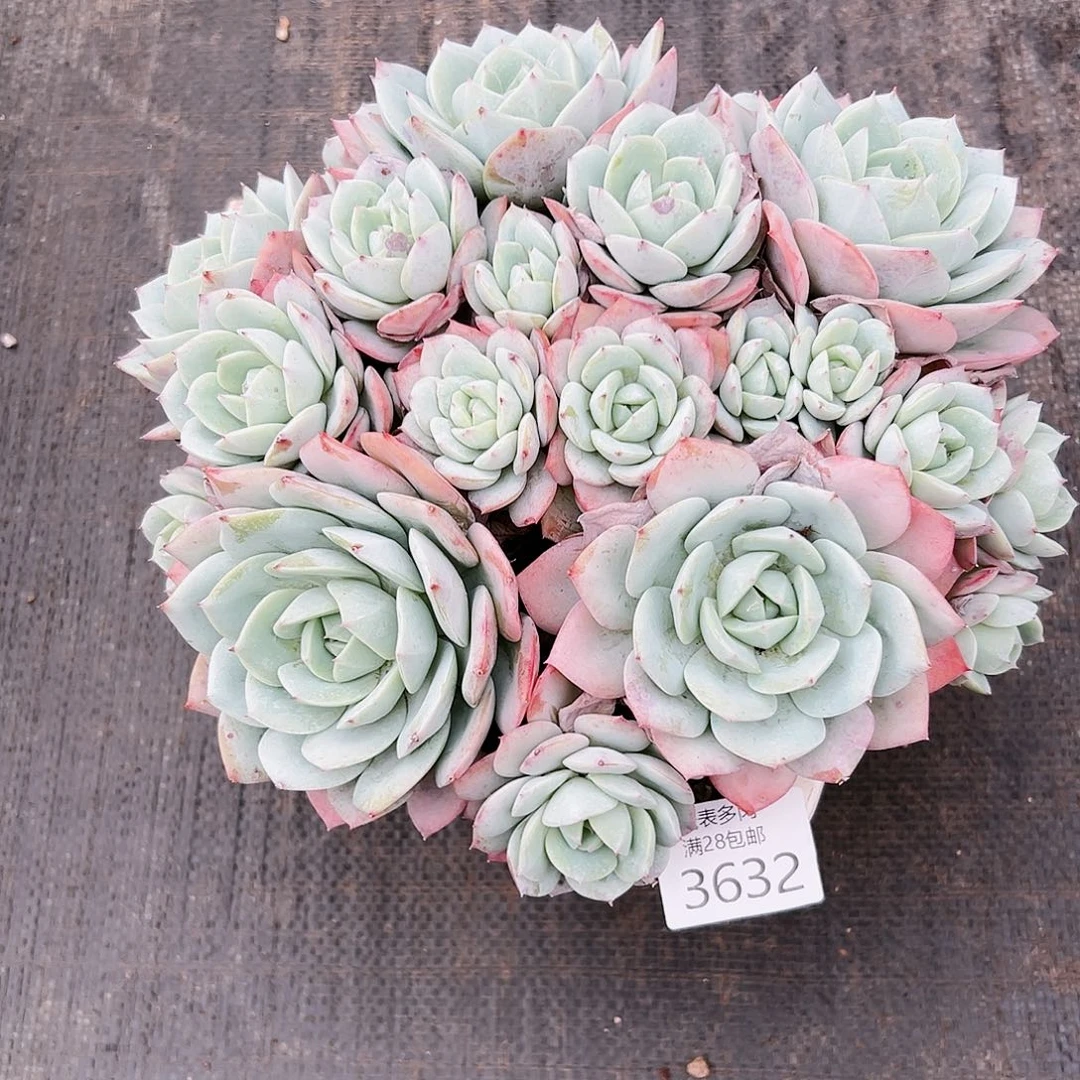 9号我们的确是一3632