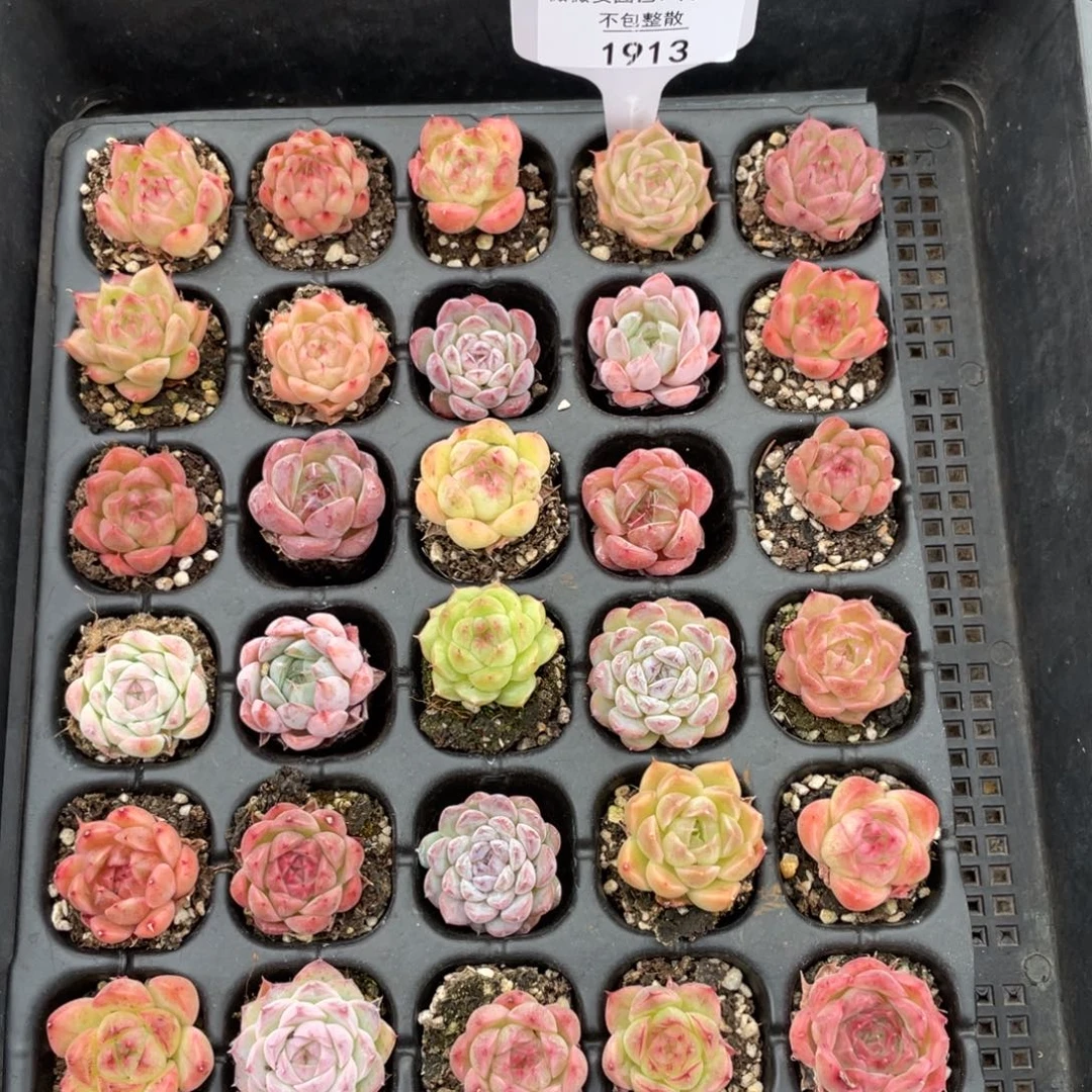 不包整散 盆子不售后1913