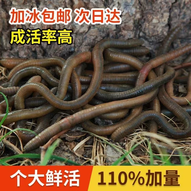 青蚯蚓臭蚯引下黄鳝钓黄鳝专用顺丰包邮鲜活