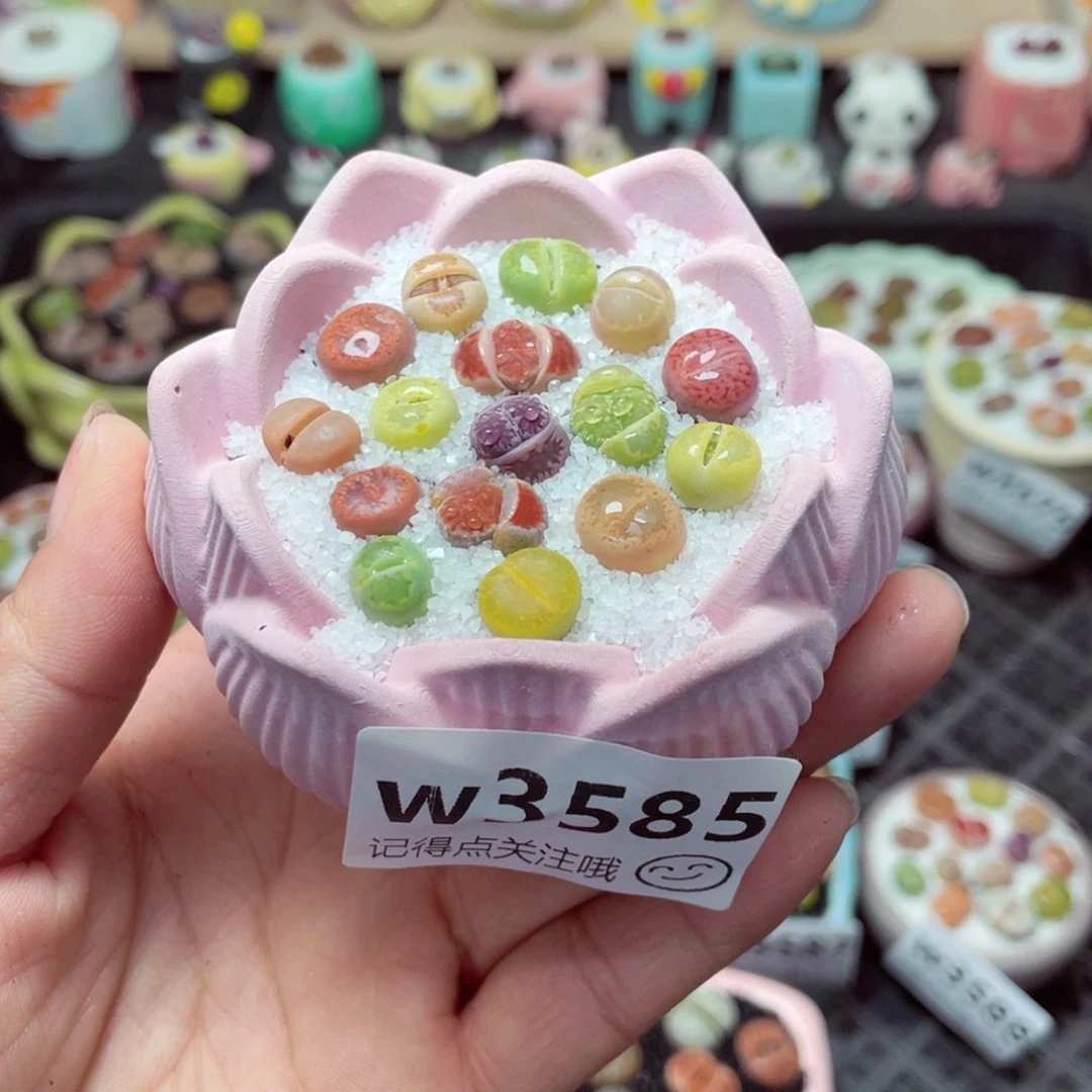 妞***醒w3585 带盆土发货-零下地区拍保温箱