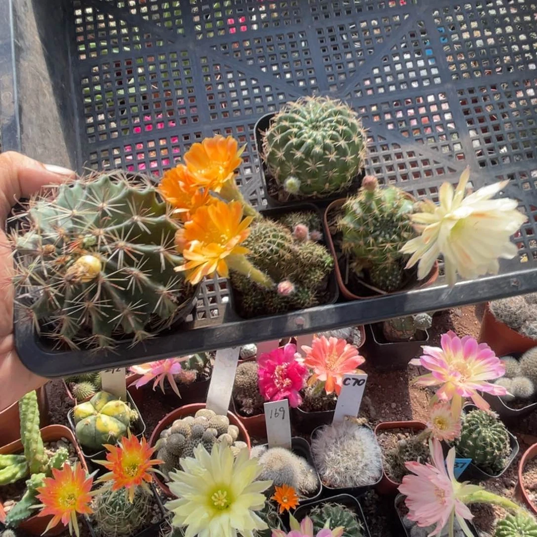 爱***儿多肉植物仙人球系列